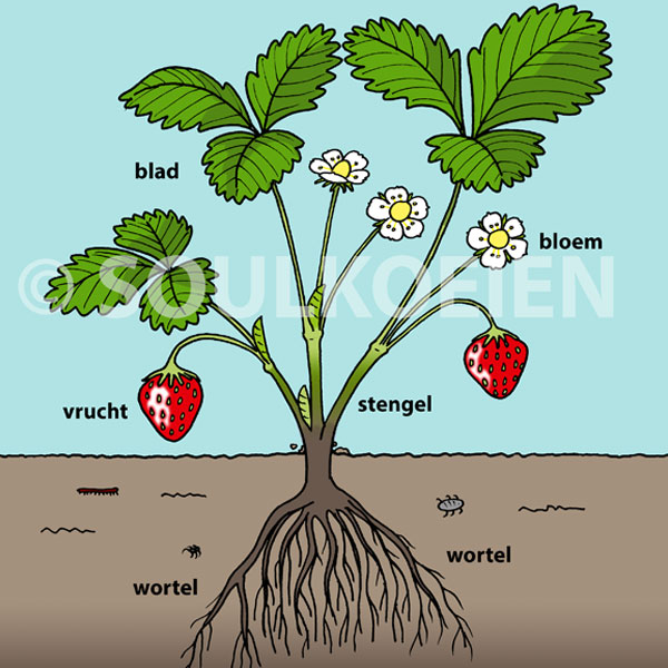aardbeien-plant.jpg